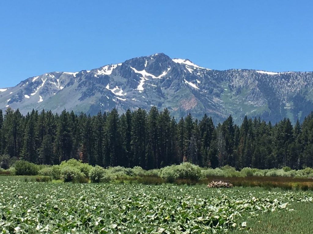 Mount Tallac from a meadow near Pope Beach.