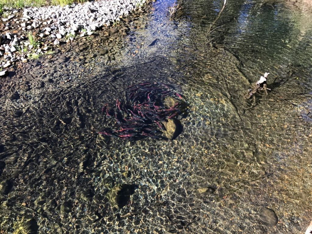 Remember the nature walk we took at Taylor Creek near Tahoe? Here are some salmon that have returned.
